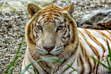 White Bengal Tiger female close-up