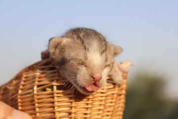 Newly born little kitten in a basket