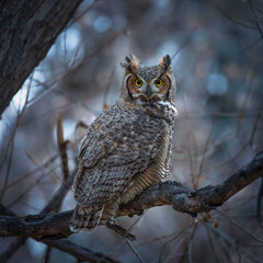 Great horned owl perched on branch making eye contact