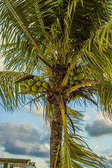 paisagem, céu, arvore, nuvem, montanha, sol, silhueta.