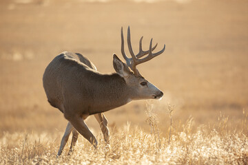 Mule deer buck in early morning light