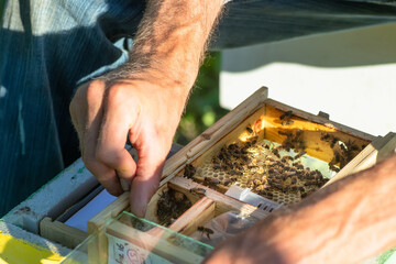 beekeeper looks at bee in box in apiary. Extracting honey from the behive. To hive a swarm, to make increase from a colony, make up nucleus, rearing, rotating brood, to run a bee-yard