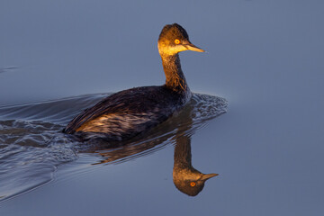Juvenile Pied-billed Grebe, seen in the wild in a North California marsh