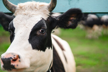 Cow looking to camera over summer background