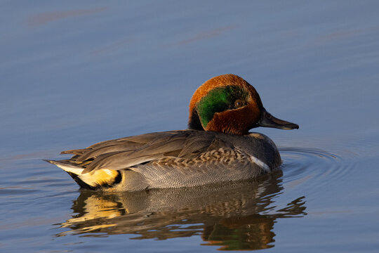 Male Green-winged Teal, seen in a North California marsh