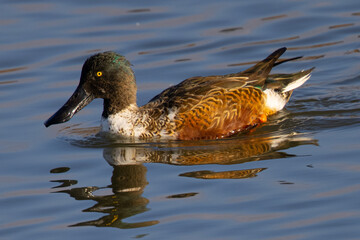 Northern Shoveler in beautiful light, seen in the wild in North California