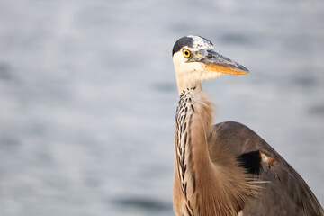 blue heron