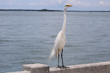 great blue heron