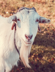 Portrait of a white goat on a farm in the village.