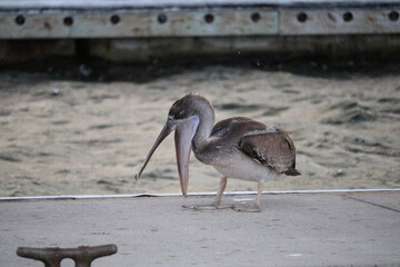 blue heron