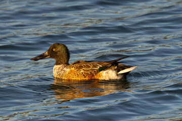 Northern Shoveler in beautiful light, seen in the wild in North California