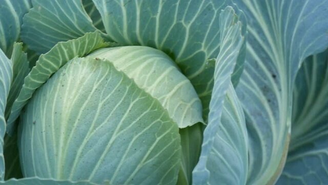 Fresh cabbage grows on the farm in the vegetable garden in the ground. Vegetables. Cultivation. Greenery. Agricultural plantation close up view