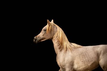Fototapeta na wymiar Arabian Horse Beauty in Saudi Arabia