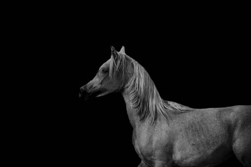 Obraz na płótnie Canvas Arabian Horse Beauty in Saudi Arabia