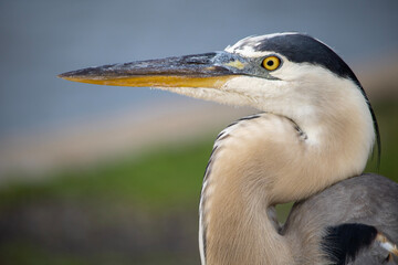 great blue heron