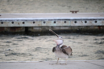 pelicans on the pier