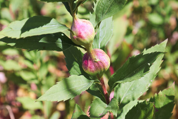 Closeup of an insect gall on a goldenrod plant