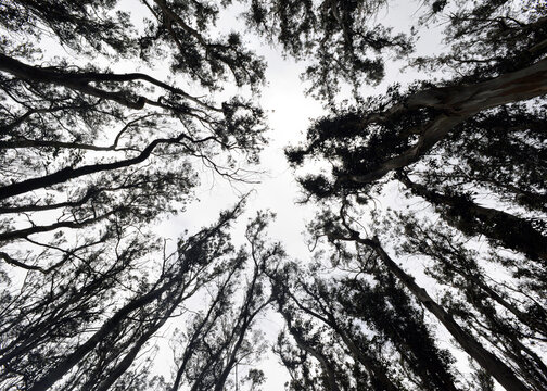 Low Angle View Of Trees Against Sky