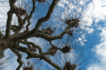 Baum mit schönen Zeichnungen an der Rinde