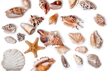 Seashells and starfishes isolated on a white background. Top view.