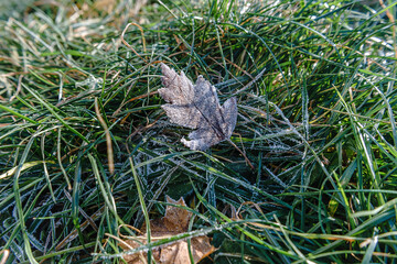 Frost on the grass and leaves in the cold season
