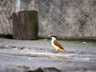 Great Kiskadee (Pitangus sulphuratus) Passerine Bird in the Tyrant Flycatcher Family Tyrannidae...
