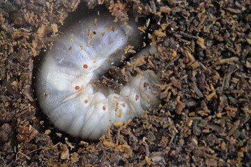 土の中にいる大きなカブト虫の幼虫