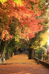 Naklejka premium 積田神社の紅葉に染まる参道