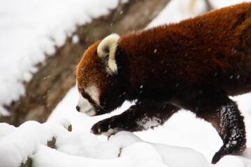 red panda in winter