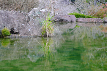 苔の生えた池の風景
