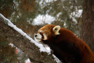 red panda in tree in winter