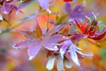 色づく紅葉のもみじ