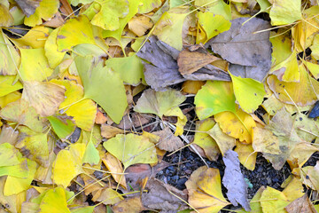 黄色のイチョウの落ち葉