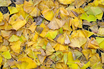 紅葉を迎えた秋の足元