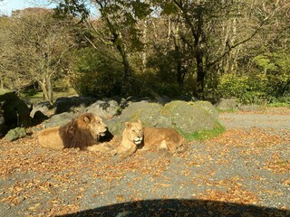 Watching lions relaxing in nature from inside the car, Fuji Safari Park, A place close to Mt. Fuji, Shizuoka, Japan