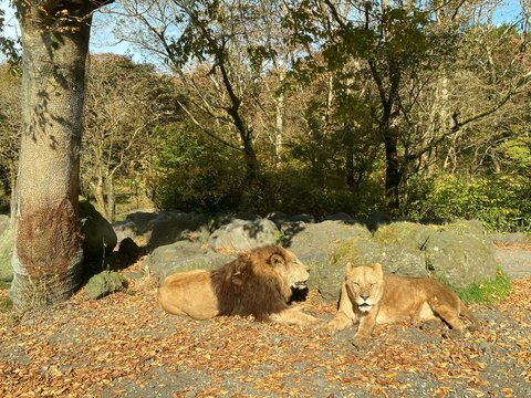 Watching lions relaxing in nature from inside the car, Fuji Safari Park, A place close to Mt. Fuji, Shizuoka, Japan