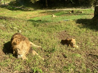 Watching a lion relaxing in nature from inside the car, Fuji Safari Park, A place close to Mt....