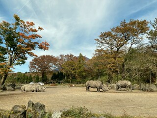 Watching rhinos relaxing in nature from inside the car, Fuji Safari Park, A place close to Mt....