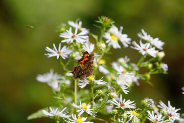 Green Comma on asters, showing comma