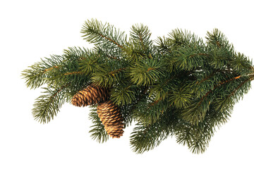 Fir branch with pine cones