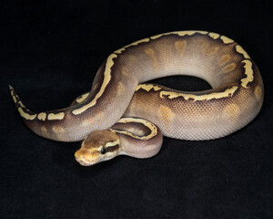 Pastel Mojave GHI