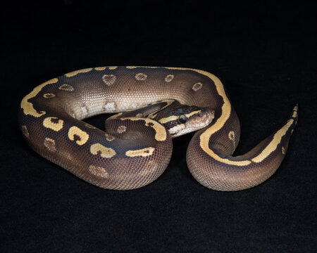Mojave GHI Ball Python