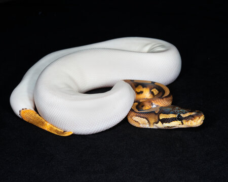 Piebald Ball Python
