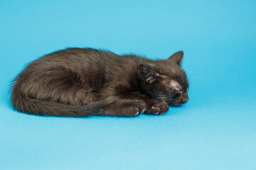 Fototapeta na wymiar Kitten on a blue background. Fluffy cat. Cozy pet