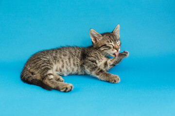 Kitten on a blue background. Fluffy cat. Cozy pet