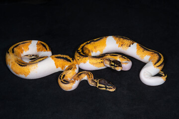 Pastel Yellow Belly Ball Pythons
