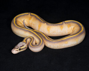 Obraz premium Pastel Highway Ball Python