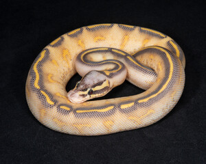 Pastel Highway Ball Python