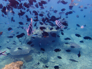 Various type of fish at the island