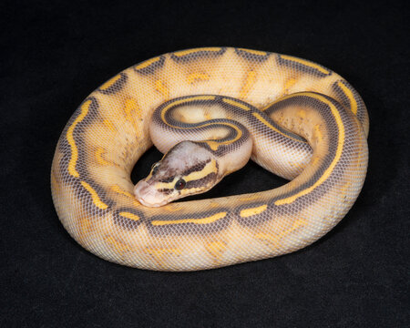 Pastel Highway Ball Python